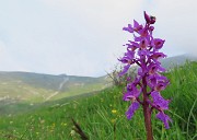 Al Rifugio Capanna 2000 da Alpe Arera ad anello-1GIUGNO25: splendide fioriture !- FOTOGALLERY